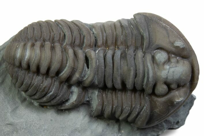 Prone Flexicalymene Trilobite - Mt Orab, Ohio #375236